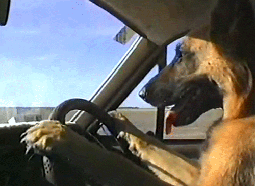 driving dog giphy